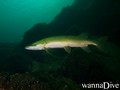 foto de buceo