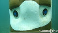 foto de buceo