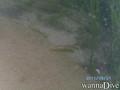 foto de buceo