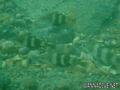 foto de buceo