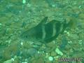 foto de buceo