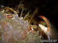 foto de buceo