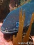 foto de buceo