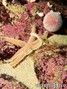 foto de buceo