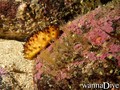foto de buceo