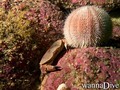 foto de buceo