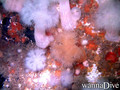 foto de buceo