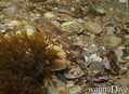 foto de buceo