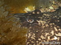 foto de buceo