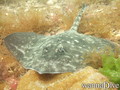 foto de buceo