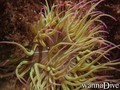foto de buceo