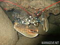 foto de buceo