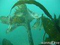 foto de buceo