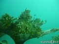 foto de buceo