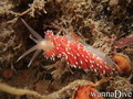 foto de buceo