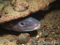 foto de buceo
