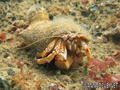 foto de buceo