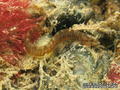 foto de buceo