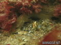 foto de buceo