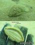 foto de buceo