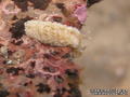 foto de buceo