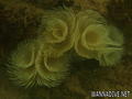 foto de buceo