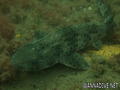 foto de buceo