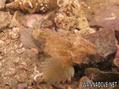 foto de buceo