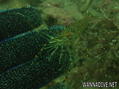 foto de buceo