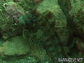 foto de buceo