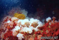 foto de buceo