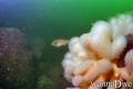 foto de buceo