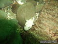 foto de buceo