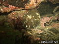 foto de buceo