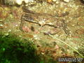 foto de buceo