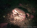foto de buceo
