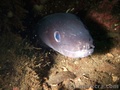 foto de buceo
