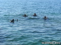 foto de buceo