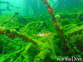 foto de buceo