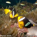 foto de buceo