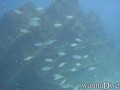 foto de buceo