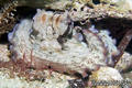 foto de buceo