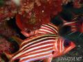 foto de buceo