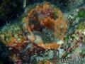 foto de buceo
