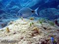 foto de buceo