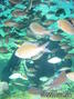 foto de buceo