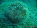 foto de buceo