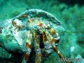 foto de buceo