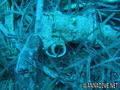 foto de buceo