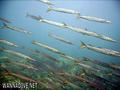 foto de buceo